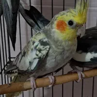 عروس هلندی گلباقالی|پرنده|قدس, شهرقدس|دیوار