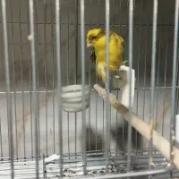 قناری اماده رسمی بلند|پرنده|ری, جوانمرد قصاب|دیوار