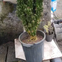 کاکتوس سخرای بزرگ