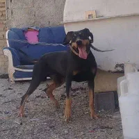 سگ دوبرمن شکارچی