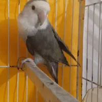 طوطی کوتوله