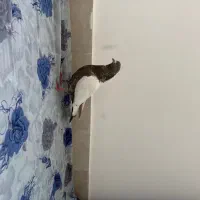 کبوتر فیلی|پرنده|تبریز, |دیوار