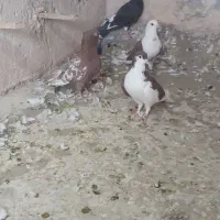 کفتر صید