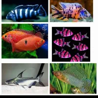 آکواریوم لیانادرشادگان|ماهی|شادگان, |دیوار