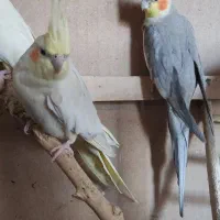 یک جفت عروس هلندی کار داده