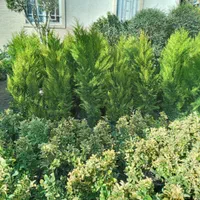 کاج لاوسون|گل و گیاه طبیعی|تهران, تهرانسر شرقی|دیوار