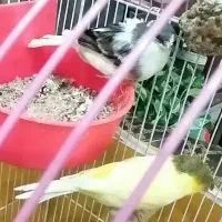 دوجفت قناری یک جفت گلاستر و یک جفت رسمی