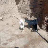 بزغاله ماده|حیوانات مزرعه|صحنه, |دیوار