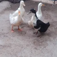 اردک  یک عدد نر سه عدد ماده