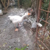 یک جفت  قاز یکساله