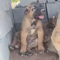 س گ|سگ|سراب, |دیوار