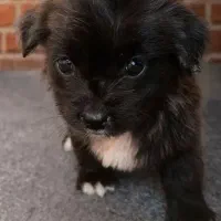 فزوش توله اشپیتز معمولی