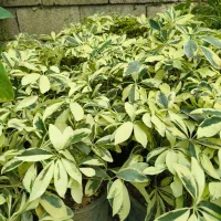 تخفیف ویژه گل های آپارتمانی