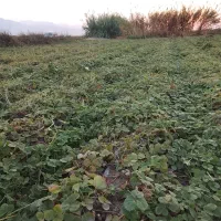 فروش نهال زمینی توت فرنگی