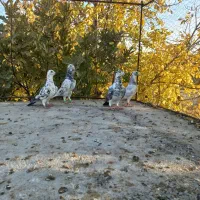 کبوتر جفتی|پرنده|پاسارگاد, |دیوار