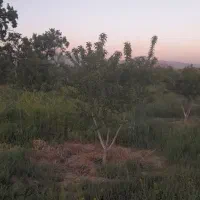 باغ معاوضه باوخودرو وخانه