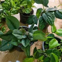 انواع پتوس فقط ۹۵تومن|گل و گیاه طبیعی|بیرجند, |دیوار