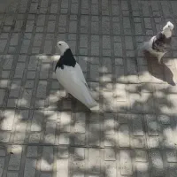 کبوتر طوقی|پرنده|ری, شهادت|دیوار