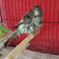 قناری نروماده بسیار آماده به شرط میدم|پرنده|مشهد, قائم|دیوار