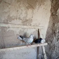 کبوتر تهرانی|پرنده|شبستر, |دیوار