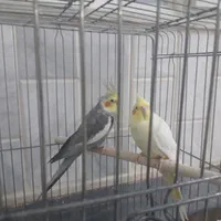 جفت عروس هلندی|پرنده|قم, نخودی|دیوار