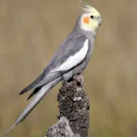 جفت برای عروس هلندی