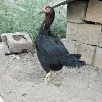 مرغ لاری|حیوانات مزرعه|سیرجان, |دیوار
