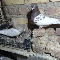 دوجفت پرشی جفت کله ای جفت سینه ای|پرنده|زابل, |دیوار