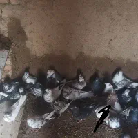 کب.تور پرشی|پرنده|خوانسار, |دیوار