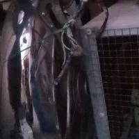 موتور پیشرو۷۰|موتورسیکلت|اصفهان, شمس آباد|دیوار