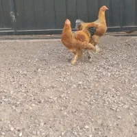 خروس پا پر فورش فوری