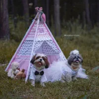 تولیدکننده لوازم پت و پرندگان