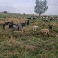فروش ده راس بز با یک عدد دوبر