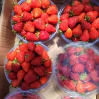 نشا پاروس|گل و گیاه طبیعی|سروآباد, |دیوار