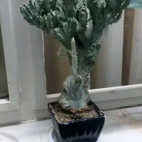 گل آپارتمانی و تعدادی گلدان خالی