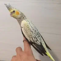 ۶تا جوجه عروس هلندی یکماهه