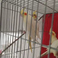 طوطی ملنگو دستی سخنگو|پرنده|بیرجند, |دیوار