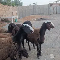همو و هترو