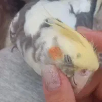 عروس هلندی نر سرحال آماده جفت گیری