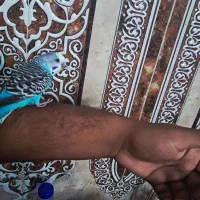 مرغ عشق