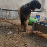 قوچ و میش بره|حیوانات مزرعه|خمینی‌شهر, |دیوار