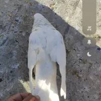 جوجه اومده .صاحبش نشونی بده ببره