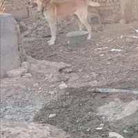 حیوان.