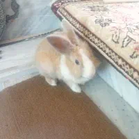 خرگوش کرمی بازی گوش