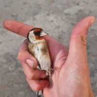 فروش دوعدد جوجه سهره نر صد درصد تازه صاف|پرنده|کرمانشاه, |دیوار