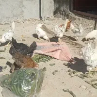 خلفه خروس و باری