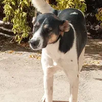 واگذاری توله ۸ماهه