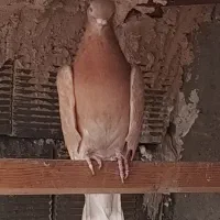 کله دمبی زرد سفید پرشی بازدید پیربکران|پرنده|پیر بکران, |دیوار