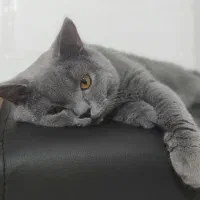 گربه بریتیش نر بالغ آماده جفت گیری|گربه|قزوین, |دیوار