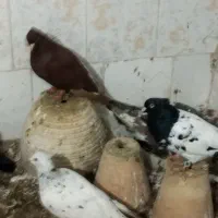 کبوتر جفت گاه|پرنده|مشهد, شهید بهشتی|دیوار